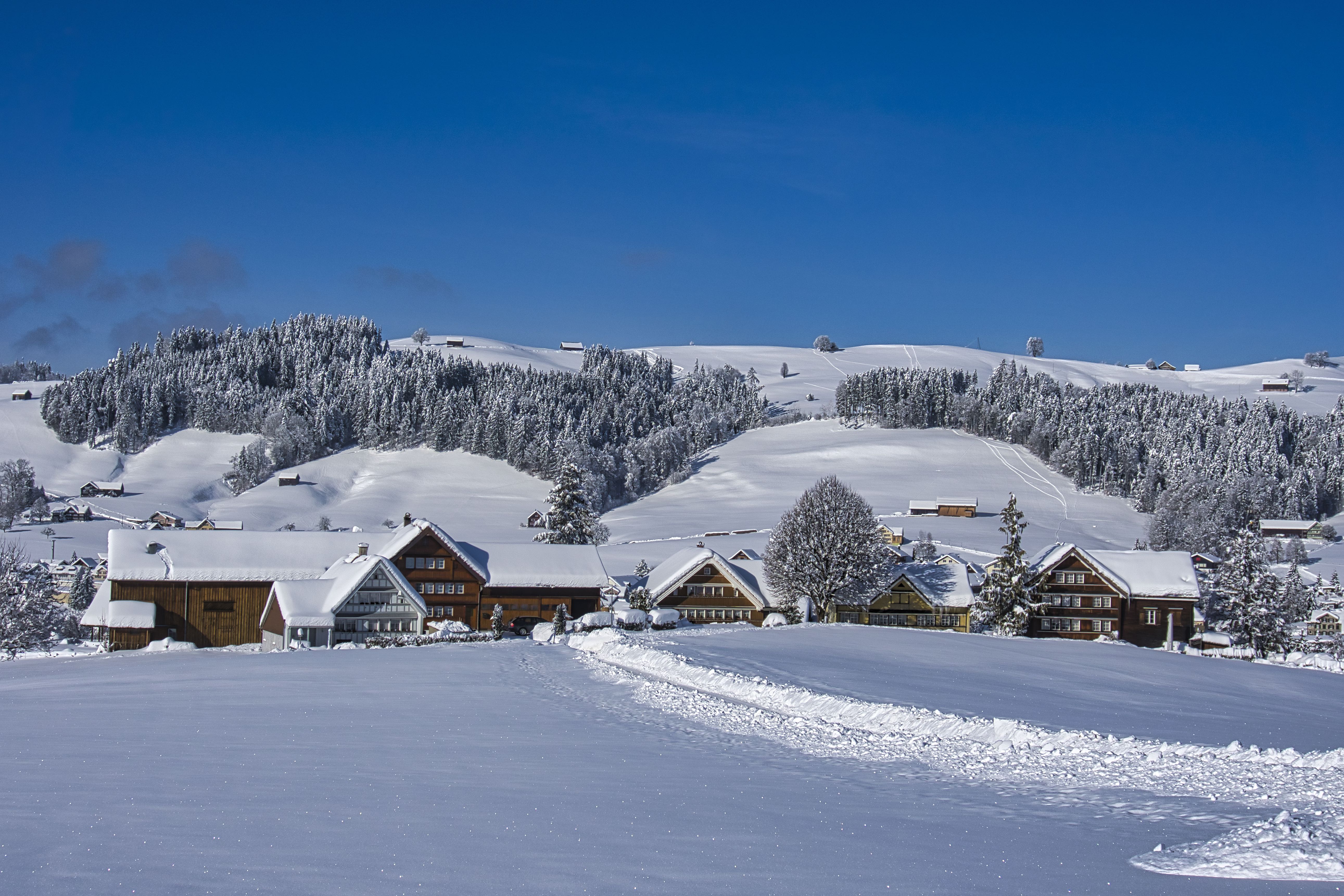 Tannenrain im Winter